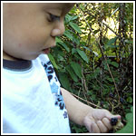 Gardenberry Gardenberry